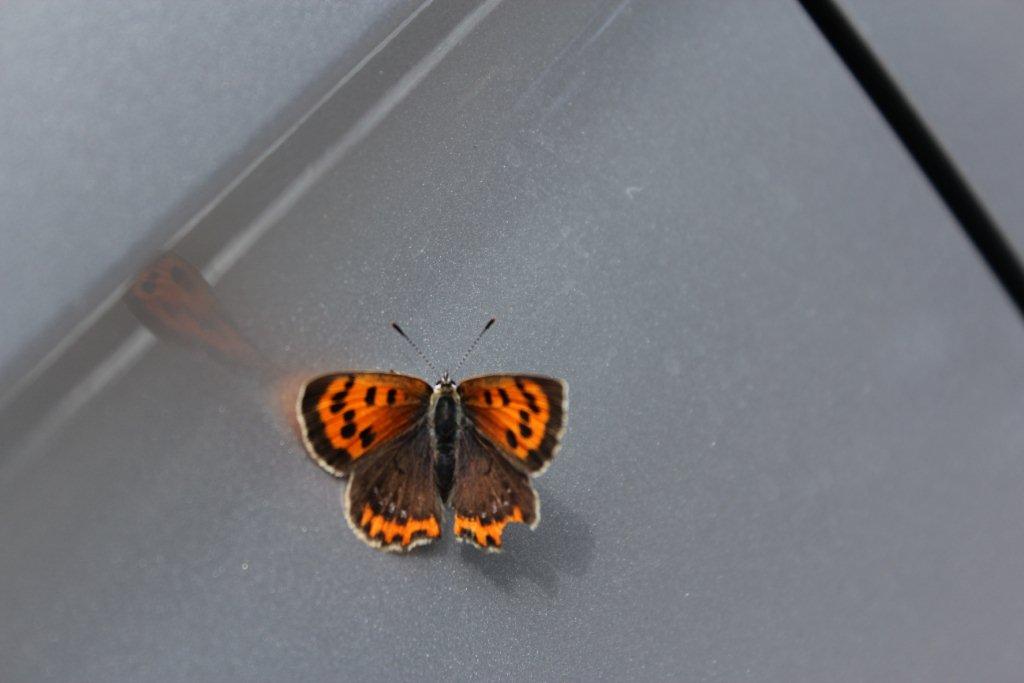 美人日記 龍神温泉 季楽里龍神 公式ホームページ 珍しい蝶